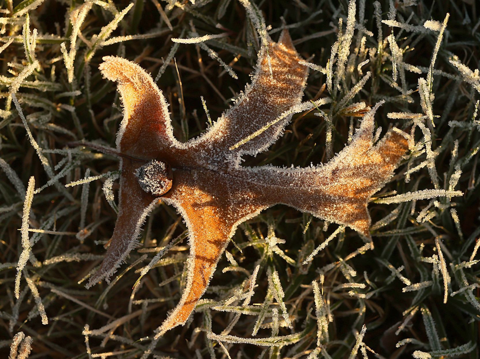 Morning frost fleeting as mid 50s afternoon to come